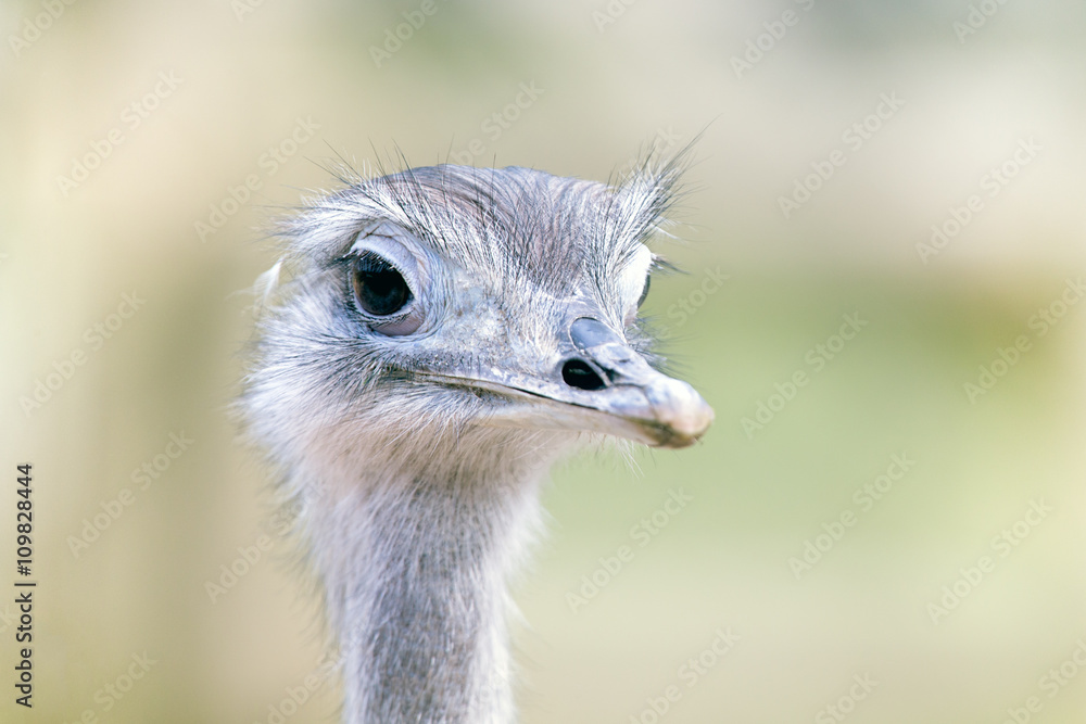 Greater Rhea portrait