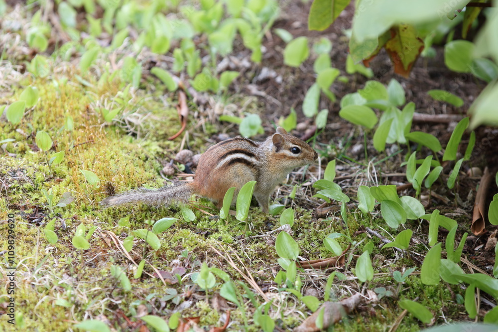 Chipmunk in the wild