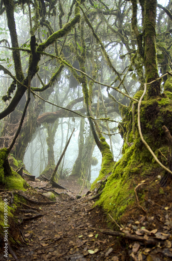 Obraz premium Beautiful nature, mossy forest at Cameron Highland, Malaysia.