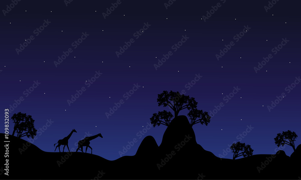 Silhouette of giraffe at night
