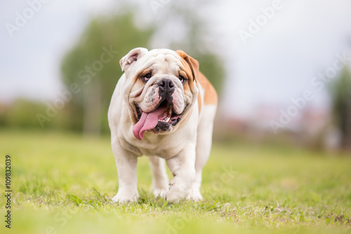English bulldog standing on the grass