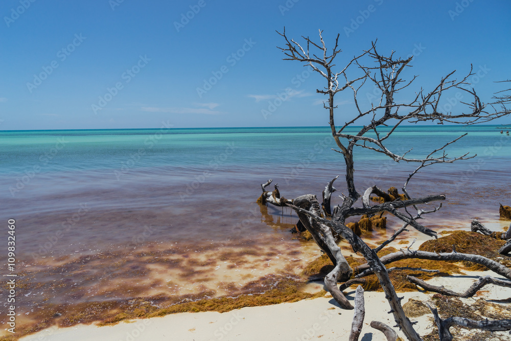 Tree and seaweed