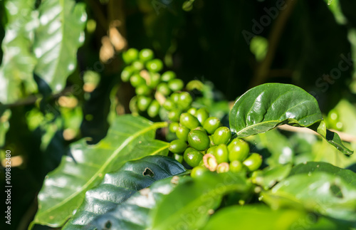 Green Coffee Beans