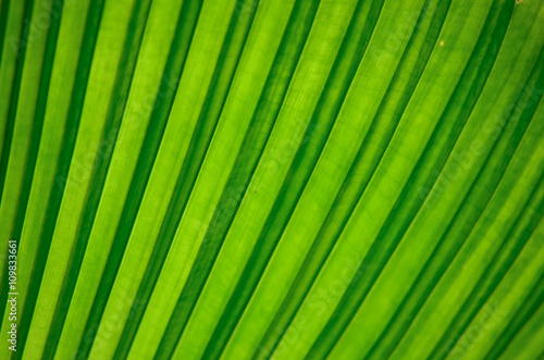 Green leaf background texture © toey19863