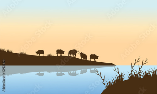 Bison Sunrise on the river