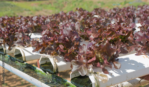 Hydroponics method of growing plants using mineral nutrient solu photo