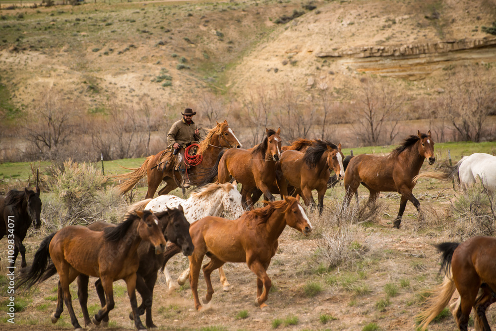 Ranch wrangler rounding up herd of horses on horse drive Ranch wrangler rounding up herd of horses on horse drive