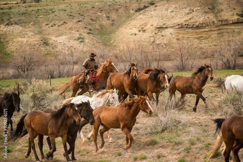 Ranch wrangler rounding up herd of horses on horse drive