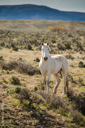 Fototapeta Naklejka Na Ścianę i Meble -  Wild white horse running free in sage brush prairie of Colorado