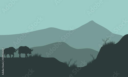 Scenery bison silhouette in hills
