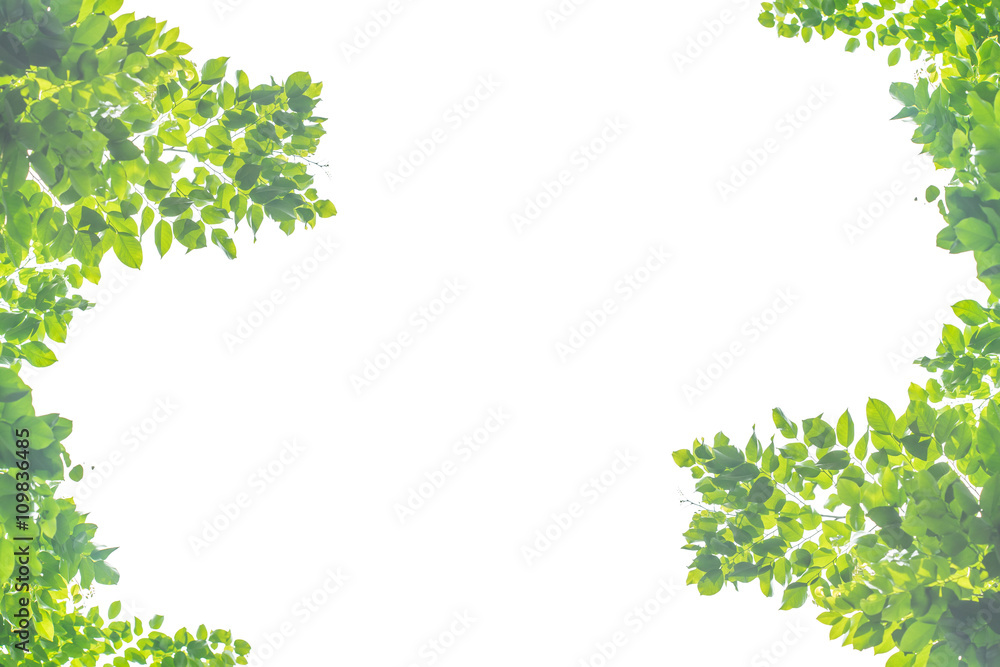 decorated branches background which is good to use for doing graphic design.