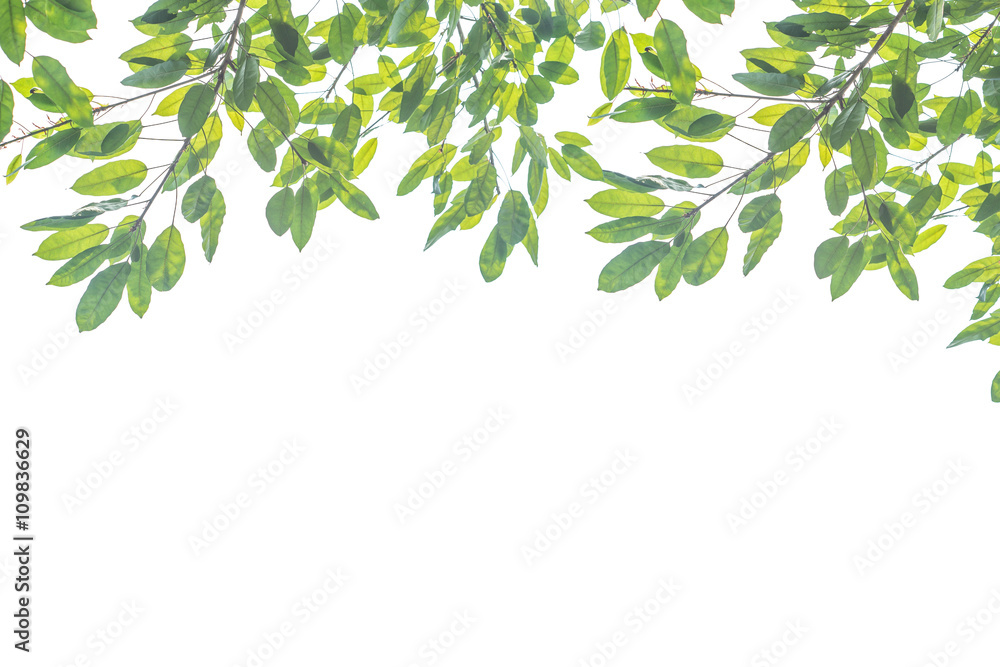 decorated branches background which is good to use for doing graphic design. decorated branches background which is good to use for doing graphic design.