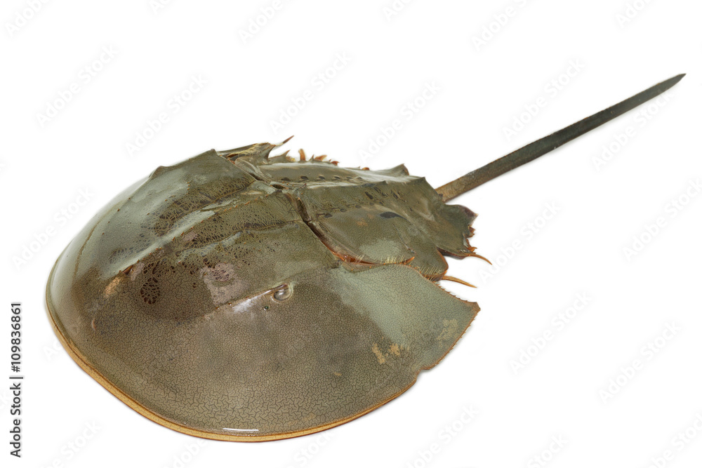 Horseshoe crab or Limulus polyphemus in the upper surface shot from top  view isolated on white background. Horseshoe crab's blue blood is vital  resource for medical purposes so it's very expensive. Stock