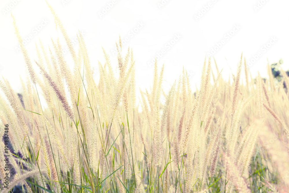 maedow flower field, abstract maedow background soft focus maedow flower field, abstract maedow background soft focus
