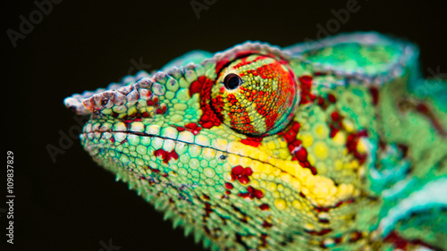 Detail of a chameleon.