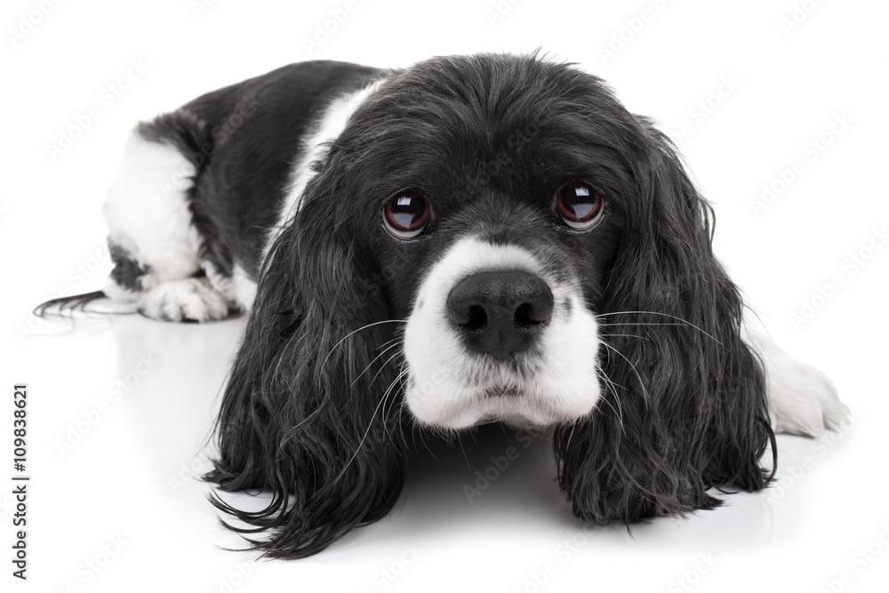 Cavalier King Charles Spaniel Dog Isolated Cavalier King Charles Spaniel Dog Isolated