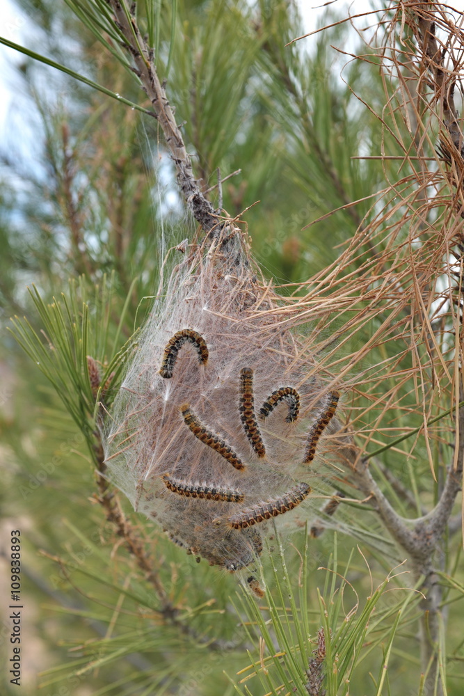 Naklejka premium Nid de chenille processionnaire du pin. 