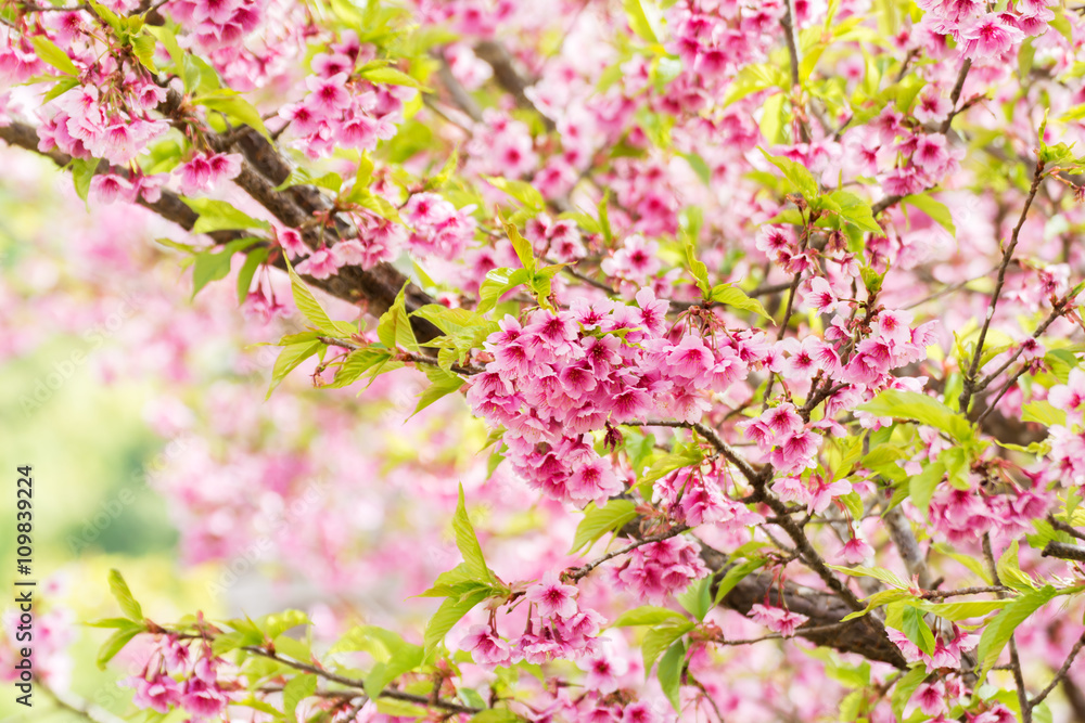 pink cherry blossom background pink cherry blossom background
