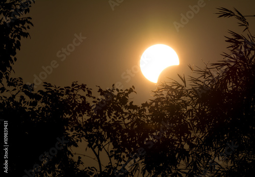 Solar Eclipse with Silhouette Tree