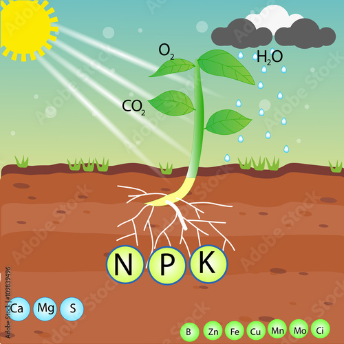 nutrient of a plant