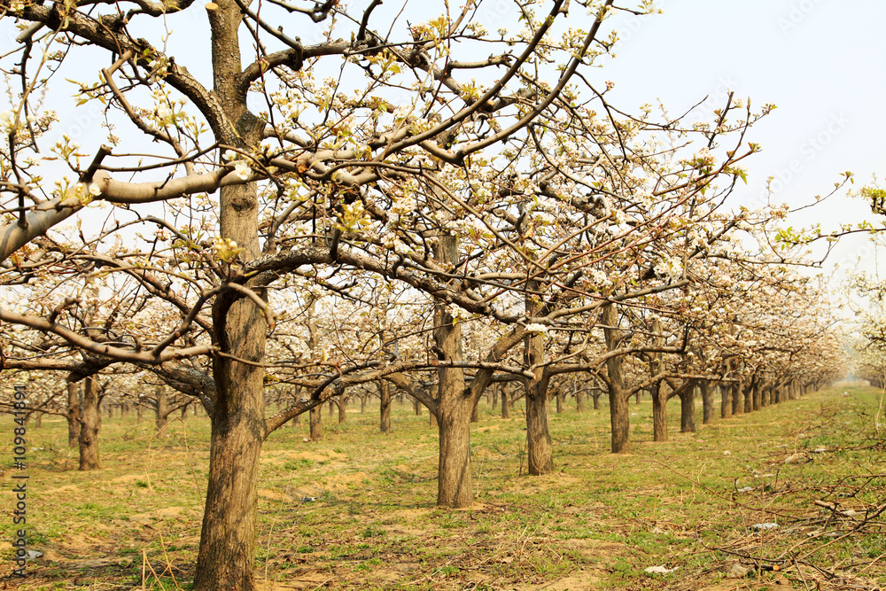 Fototapeta premium Pear flower