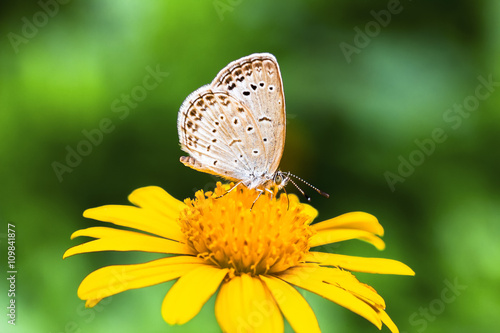 Butterflies, sunshine, Daisy, chrysanthemum, flowers © jaywebde