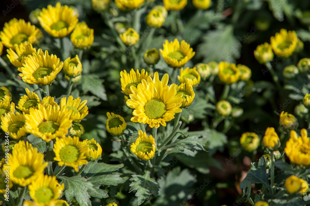 Fototapeta premium Beautiful Calendula in park