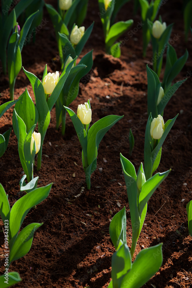 Obraz premium Tulip in Garden