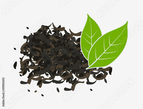 Tea dry and fresh green leaves. Vector isolated leaves on white background