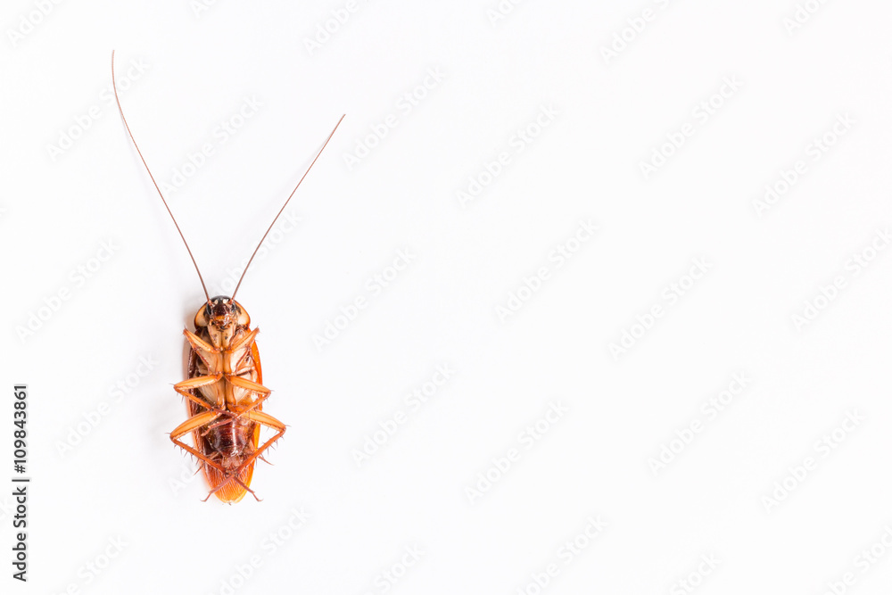 Cockroach on white paper background Cockroach on white paper background