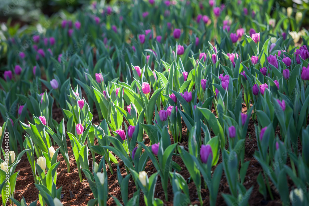 Fototapeta premium Tulip in Garden