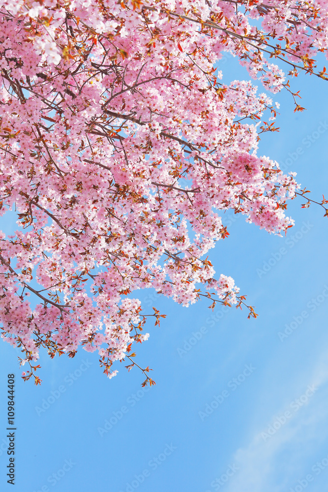 Naklejka premium 日本の桜 Cherry blossom in Japan