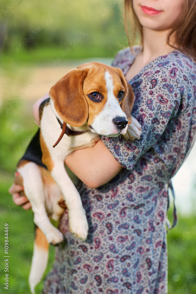 Portrait dog, beagle in the hands of women.
