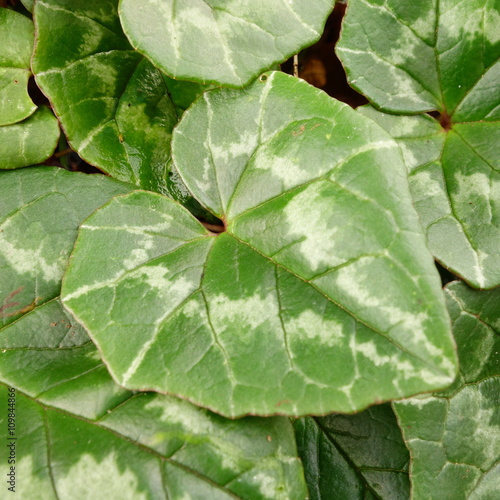 Cyclamen Hederifolium Foliage