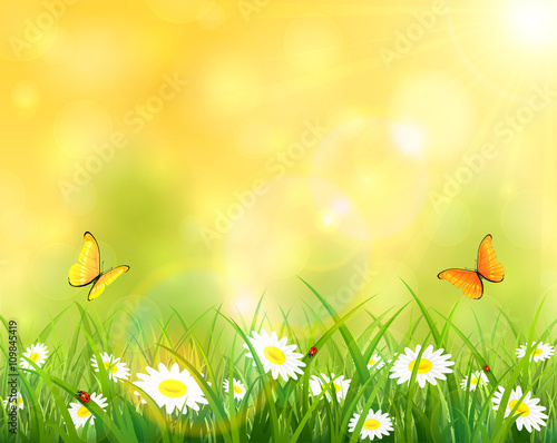 Sunny background with grass and flowers © losw100