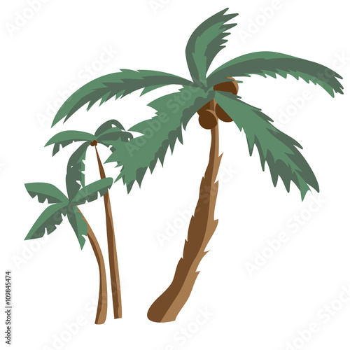 Coconut palm trees isolated on white background. Palm tree on a
