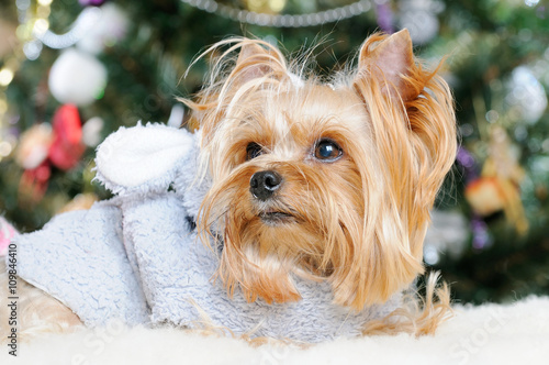 Cute Yorkshire Terrier in front of Christmas tree