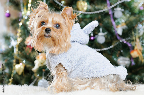 Cute Yorkshire Terrier in front of Christmas tree