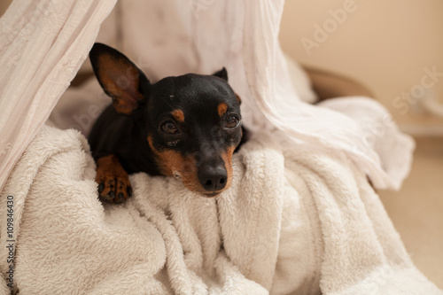 süßer Hund im Körbchen © oliverfroehlich