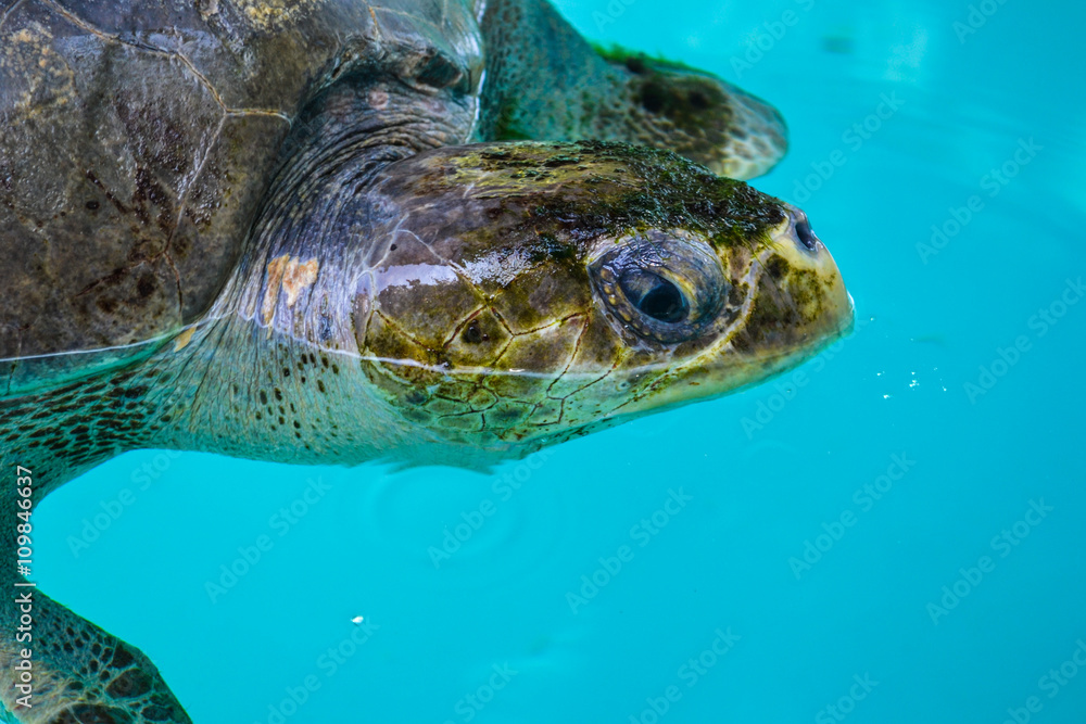 Fototapeta premium photo of beauty maldives islads, sea turtle