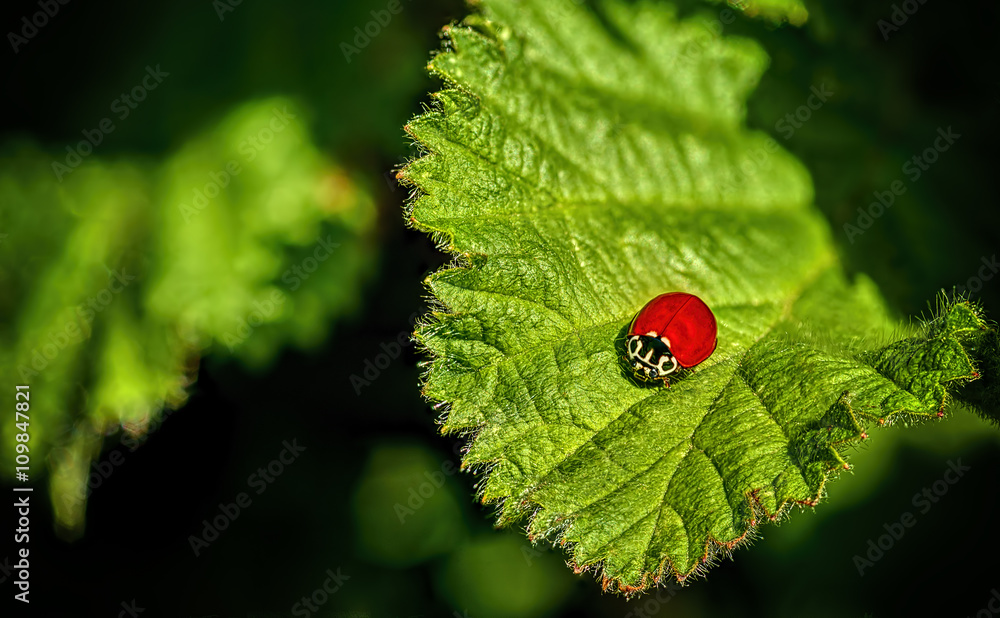 Macro of Bright Red Lady Bug is Striking against Green Leaf Macro of Bright Red Lady Bug is Striking against Green Leaf