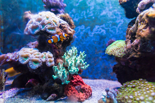 Tropical Fish in Aquarium © PASTA DESIGN