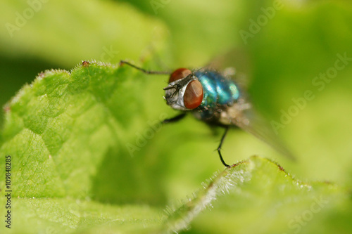 Bluebottle Fly, Bottlebee, Calliphora vomitori