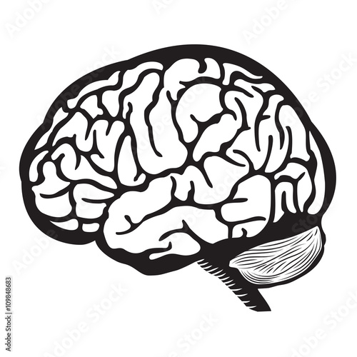 Black and White Brain Illustration / Human Brain Outline Draw Illustration