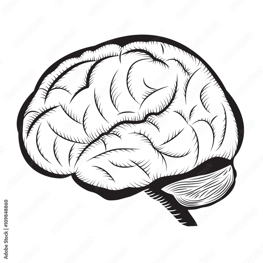 Black and White Brain Illustration / Human Brain Outline Draw ...