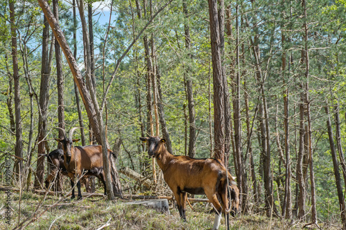 chèvres dans la forêt © Laendenal