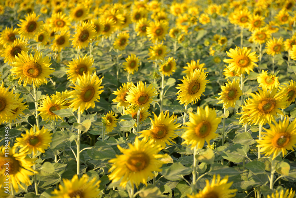 Sunflower fields in addition to agricultural produce is beautifu Sunflower fields in addition to agricultural produce is beautifu
