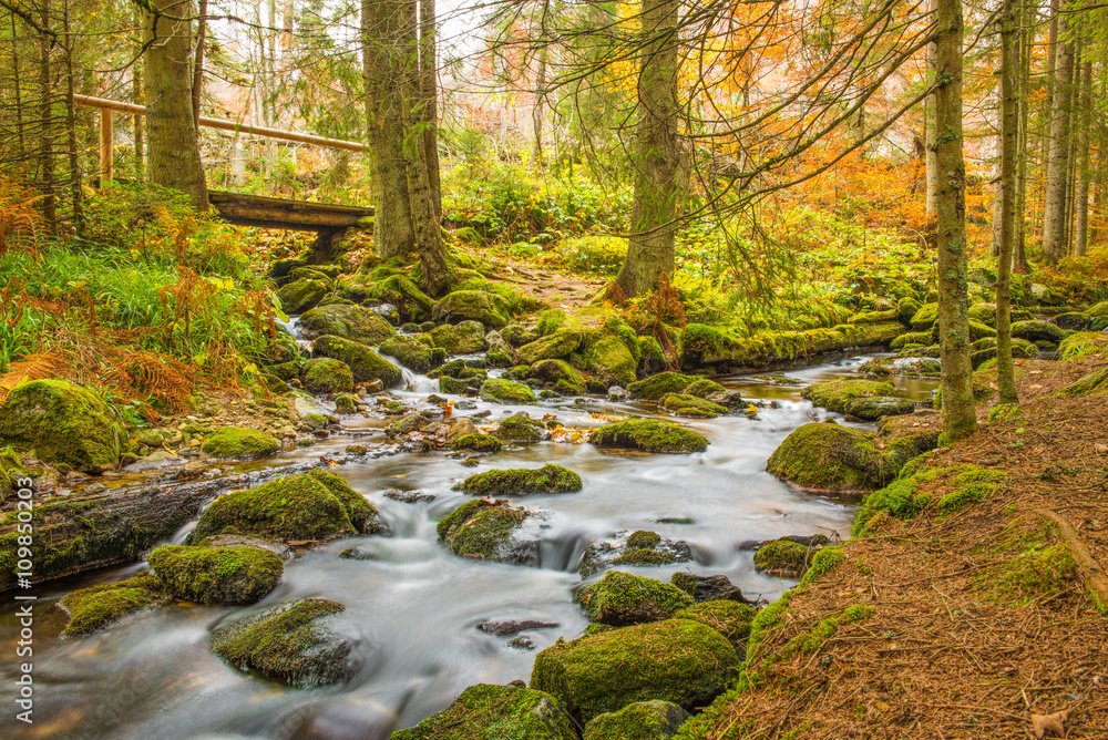 Autumn forest Autumn forest