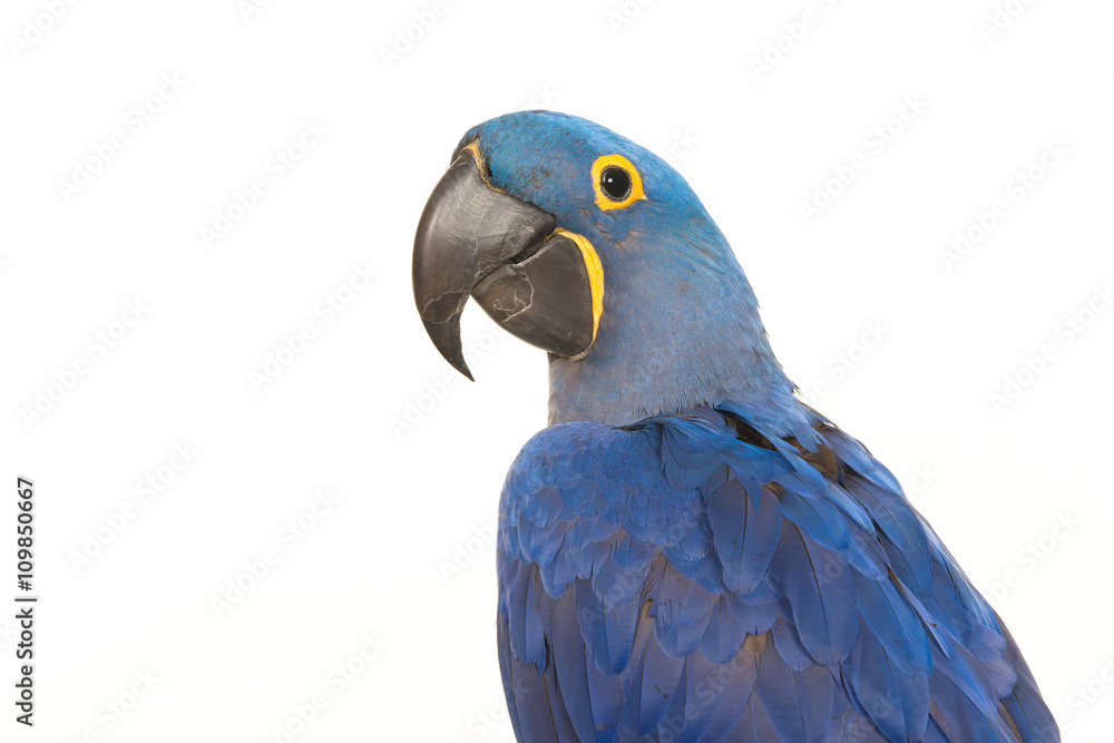 Fototapeta premium Hyacinth macaw portrait