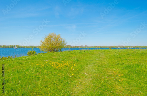 Shore of a lake in spring